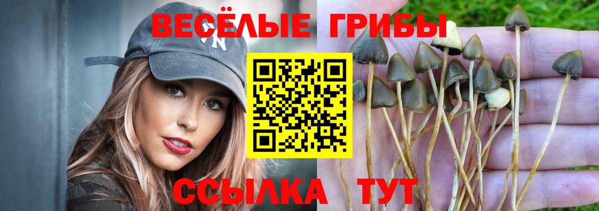 Сосновый Бор  Галлюциногенные грибы Psilocybine cubensis  Вход с VPN 